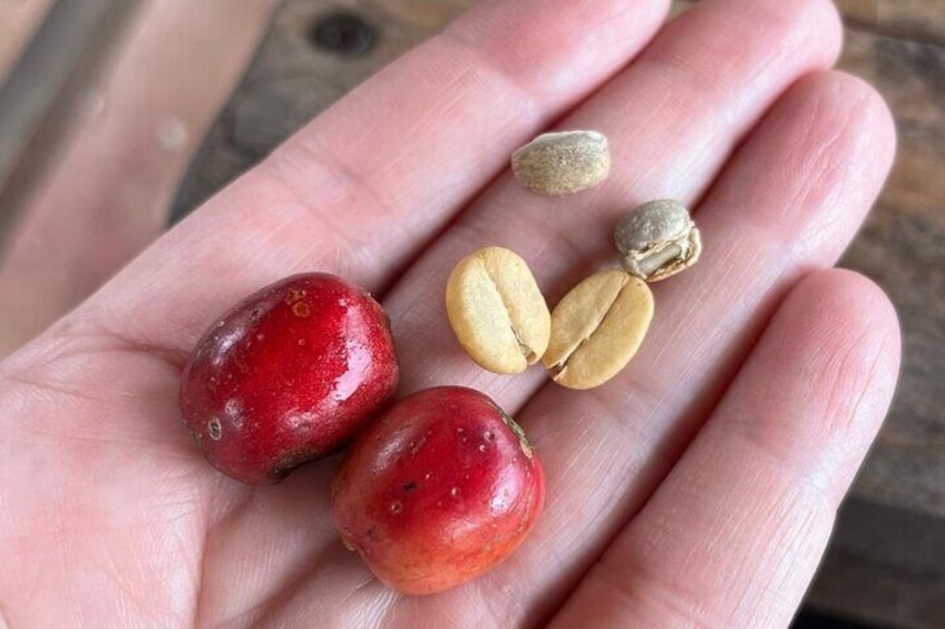 Coffee process ripe cherry, parchment, green bean