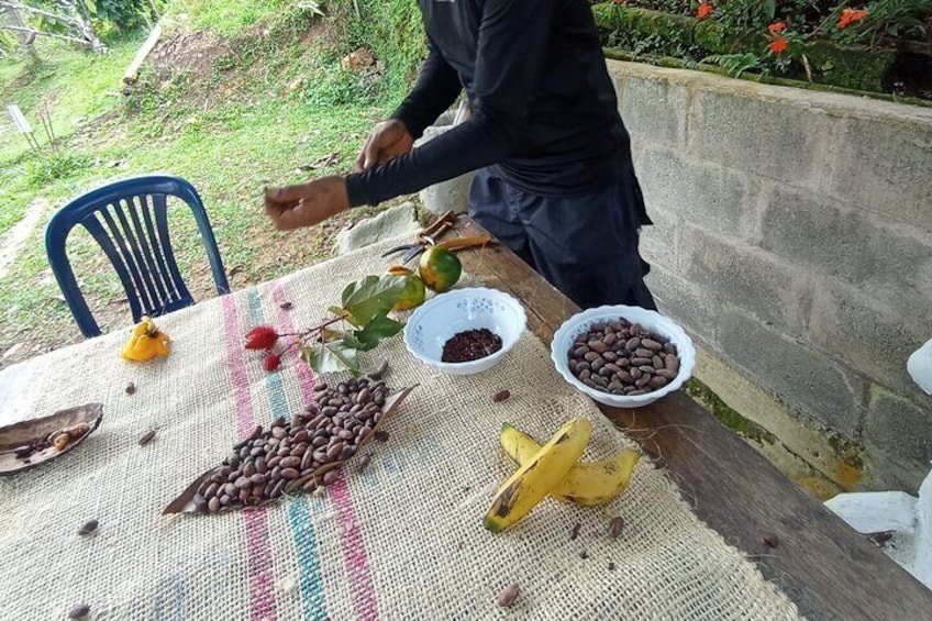 cocoa tour