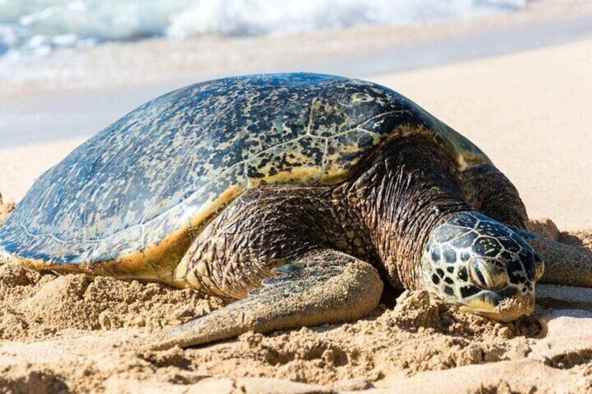TURTLE BEACH