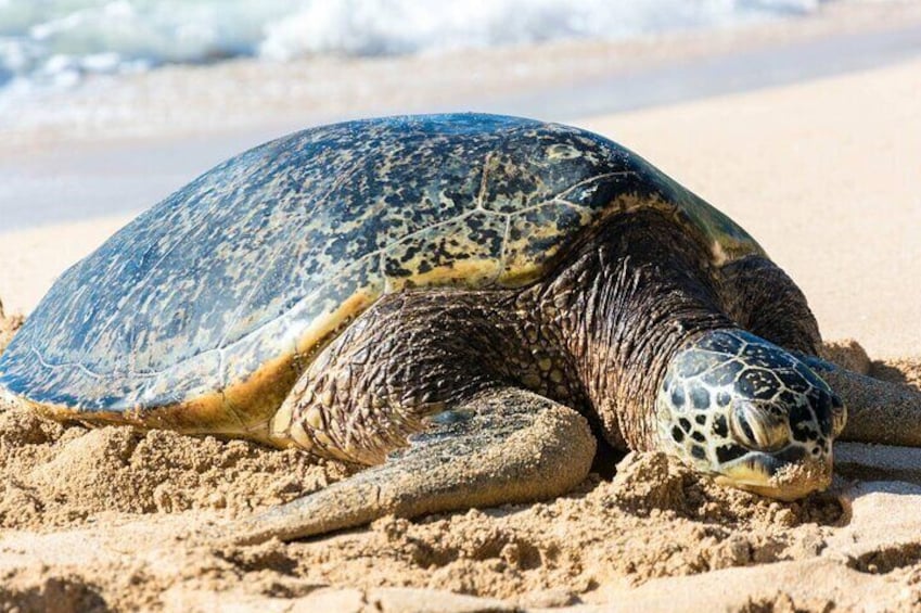 TURTLE BEACH