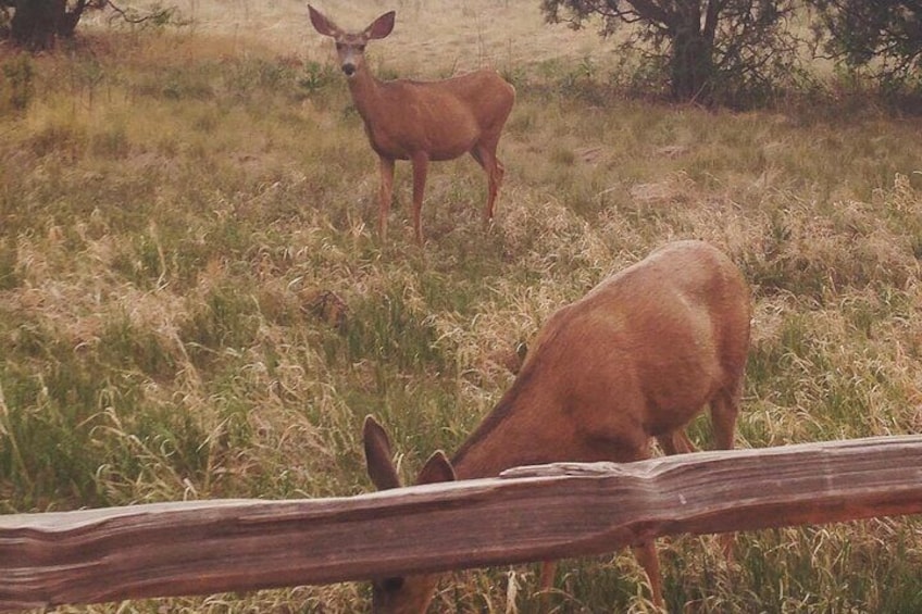 Deer, wildlife in the park.