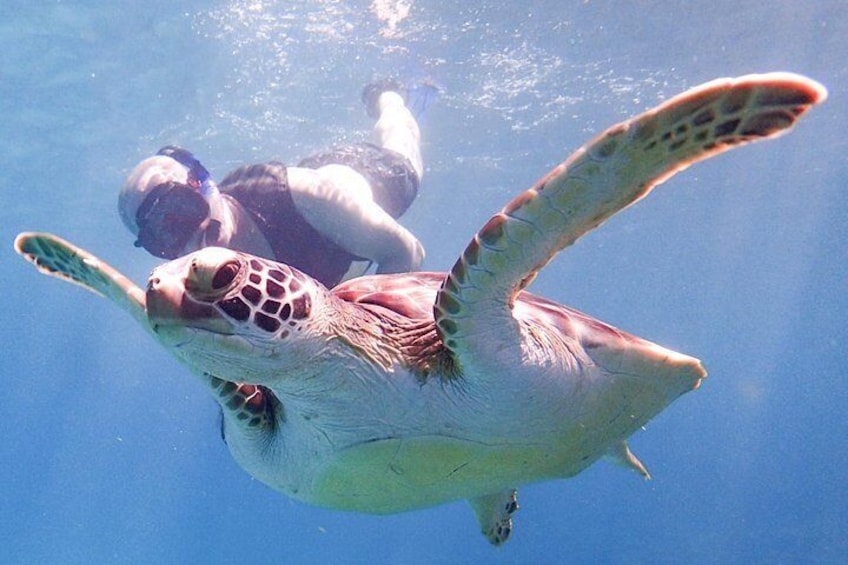 Hawksbill Turtle