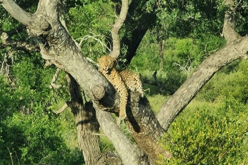 Half Day Safari through Central Kruger 