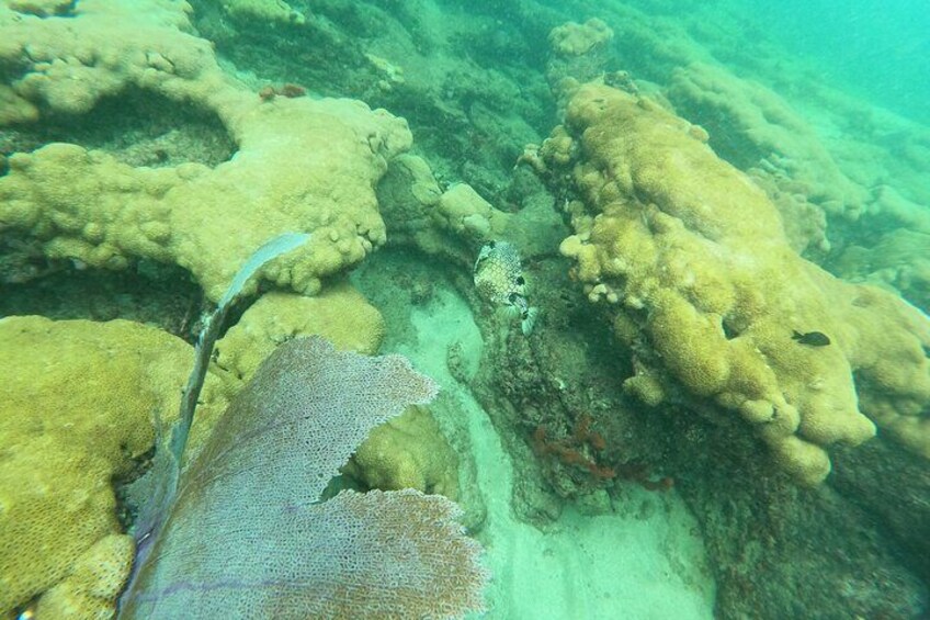 Public Guided Snorkel Tour of Fort Lauderdale's Reefs