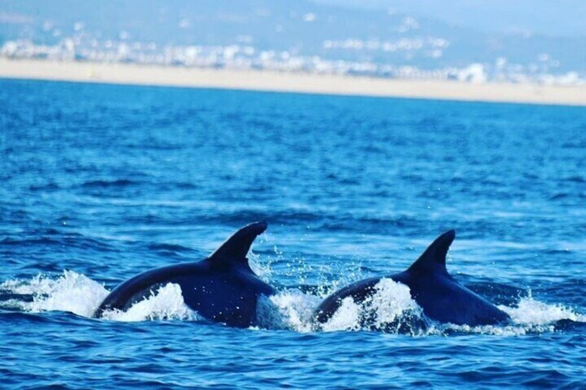 2h Dolphin Watching and Marine Life Ria Formosa Natural Park