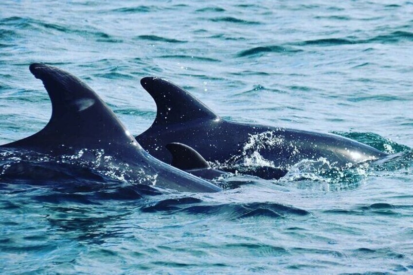 2h Dolphin Watching and Marine Life Ria Formosa Natural Park