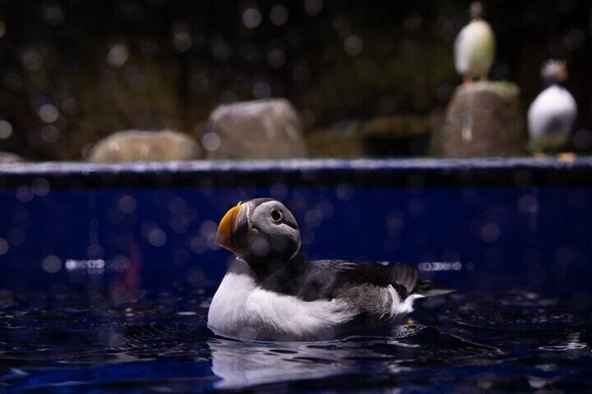 Beluga and Puffin Sanctuary Visitor Centre with Aquarium