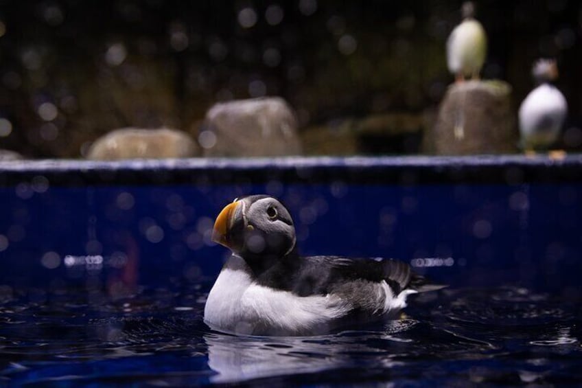 Beluga and Puffin Sanctuary Visitor Centre with Aquarium