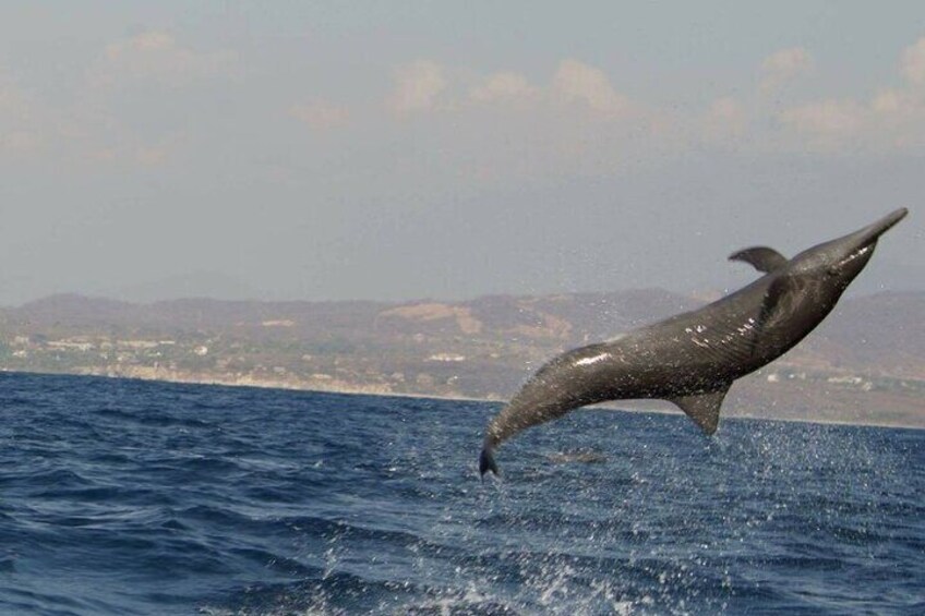 Delfin Girador!