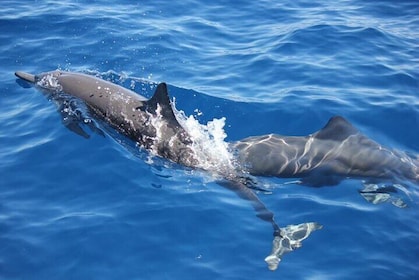 Dolphin Watching in Puerto Escondido