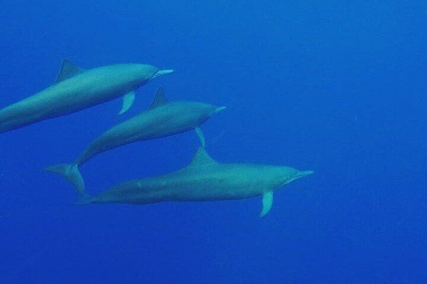 Dolphin Watching in Puerto Escondido