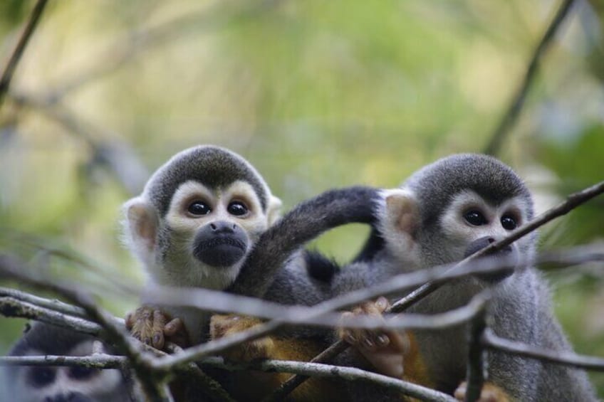 Two squirrel monkeys