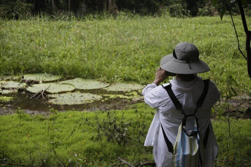 The endemic Victoria amazonica