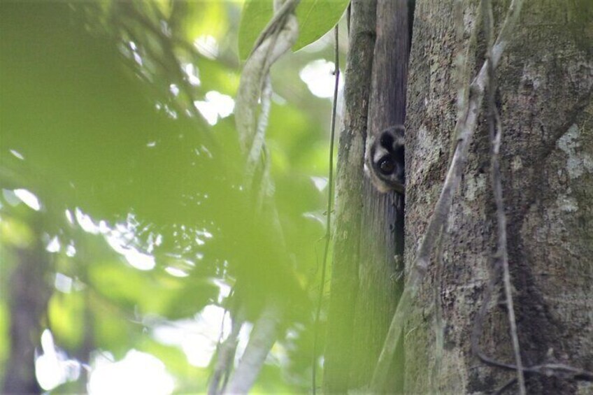 The nocturnal and shy musmuki monkey