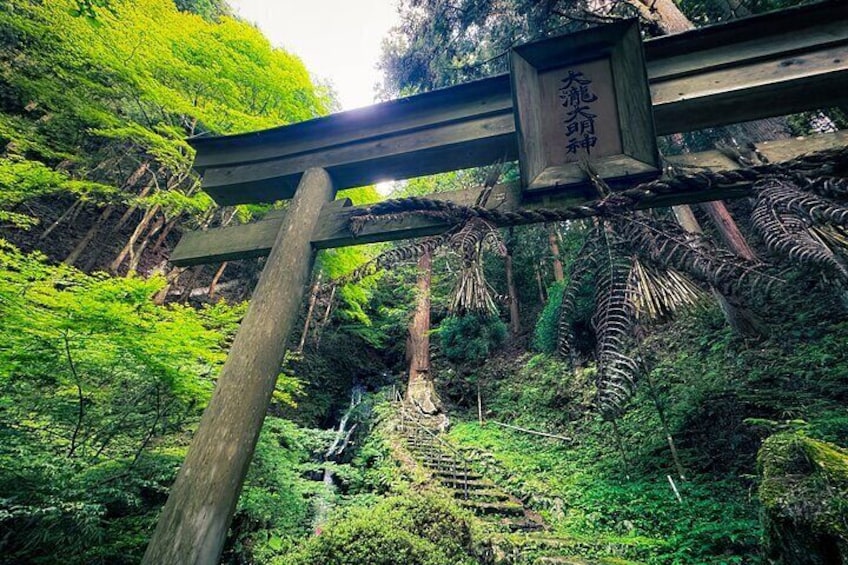 Green Tea Fields, Serene Beautiful Nature of Kyoto: Private Tour