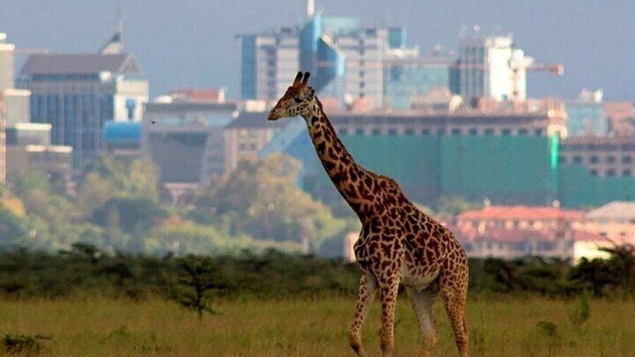 Nairobi National Park Group Shared Tour