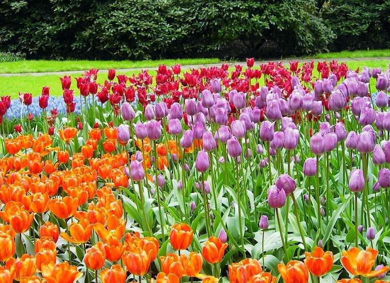 Picture 5 for Activity From Amsterdam: Keukenhof and Haarlem Full-Day Guided Tour