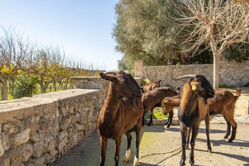 Walking Tour of Els Calderers House Museum in Mallorca