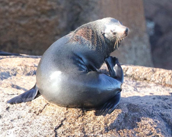 Picture 1 for Activity Triabunna: Maria Island and Ile Des Phoques Day Trip by Boat