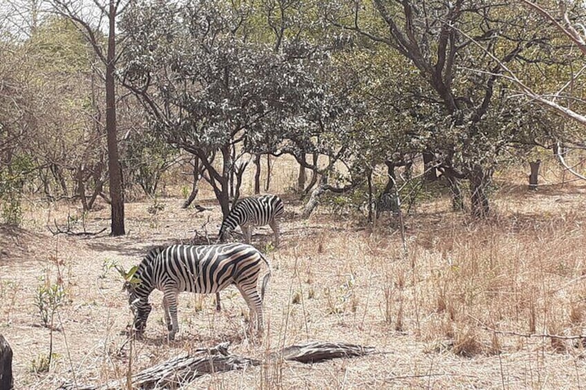Fathala Wildlife Park