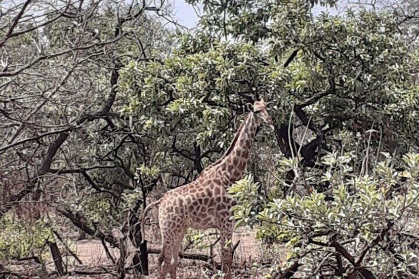 Fathala Wildlife Park