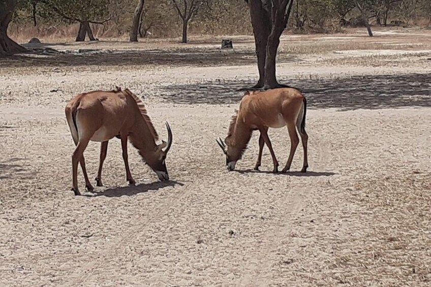 Fathala Wildlife Park