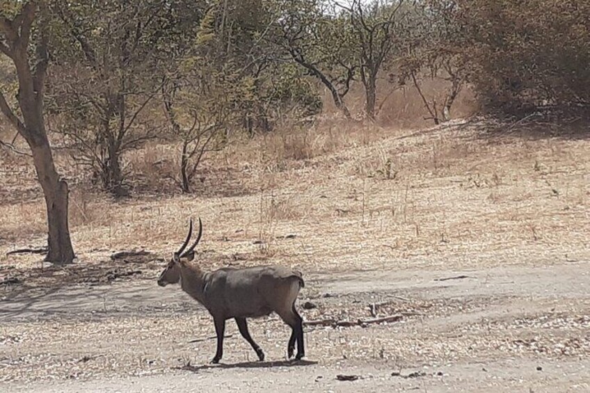 Fathala Wildlife Park
