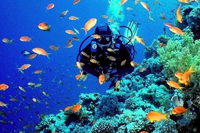 Diving & Snorkeling Day to White Island And Ras Mohamed VIP Boat