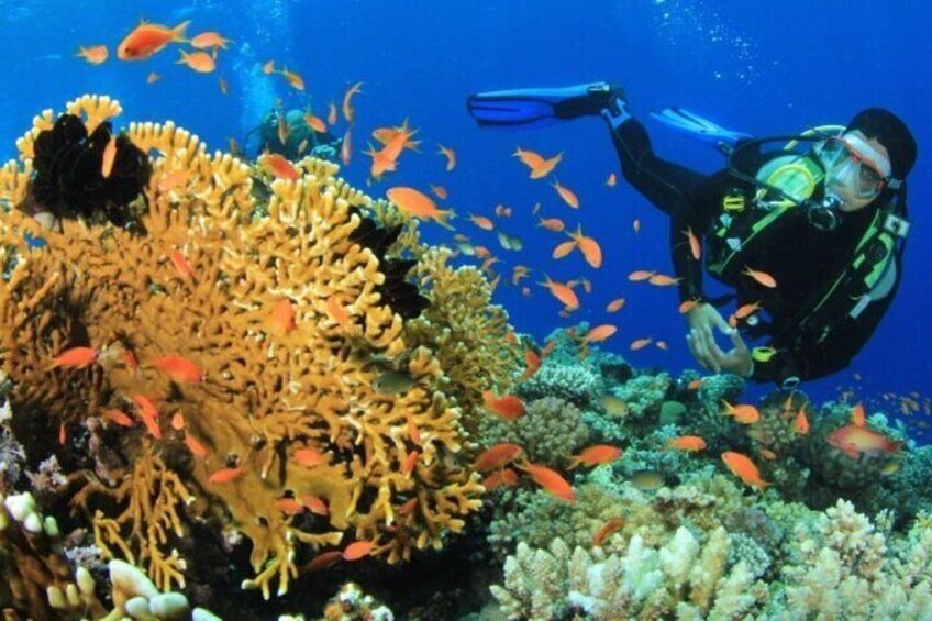 Diving and Snorkeling Day Trip To White Island and Ras Mohamed By VIP Boat Sharm