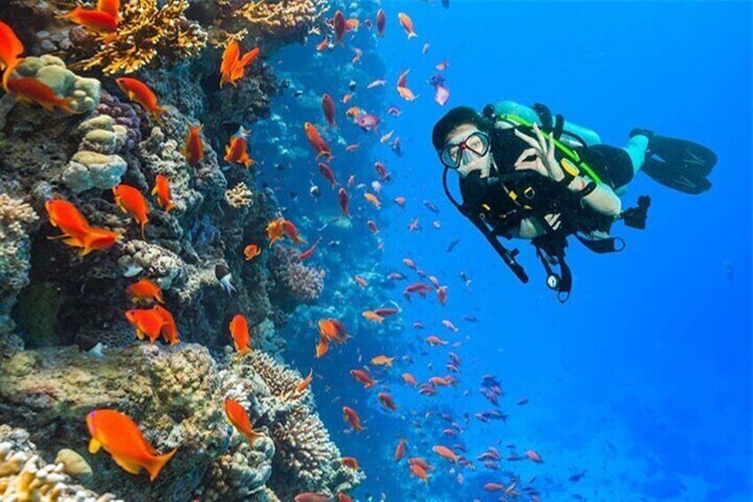 Diving & Snorkeling Day Trip to White Island-Ras Mohamed VIP Boat