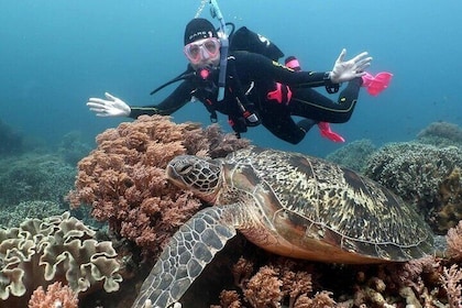 Diving And Snorkelling To Ras Mohamed And White Island By VIP Boat