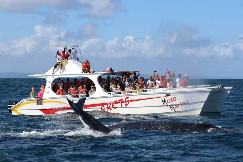 Picture 2 for Activity Samana: Bay of Samana Whale Watching Experience