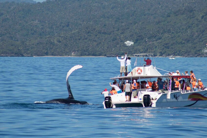 Picture 5 for Activity Samana: Bay of Samana Whale Watching Experience