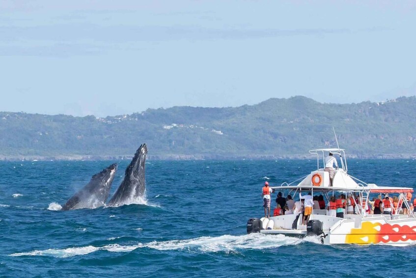 Samana: Bay of Samana Whale Watching Experience