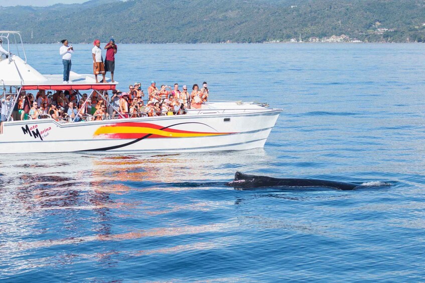 Picture 4 for Activity Samana: Bay of Samana Whale Watching Experience