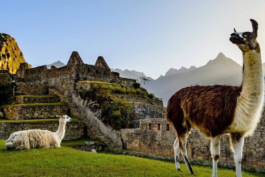 Llamas in Machu Picchu