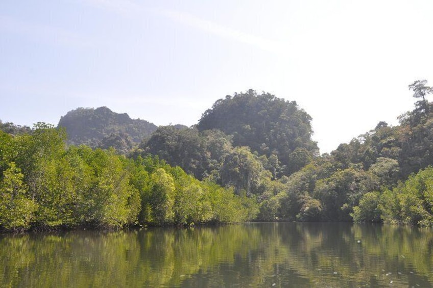 Half-Day Mangrove Safari Boat Tour in Langkawi