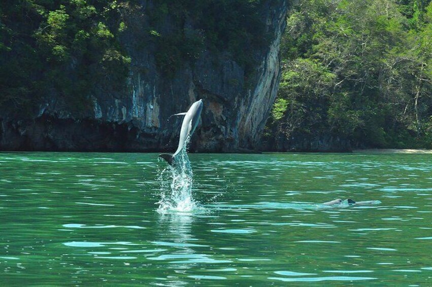 Half-Day Mangrove Safari Boat Tour in Langkawi