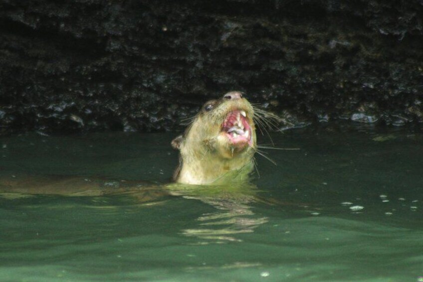 Half-Day Mangrove Safari Boat Tour in Langkawi