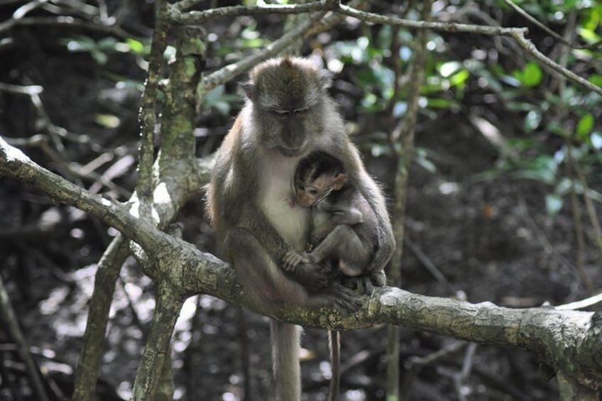 Half-Day Mangrove Safari Boat Tour in Langkawi