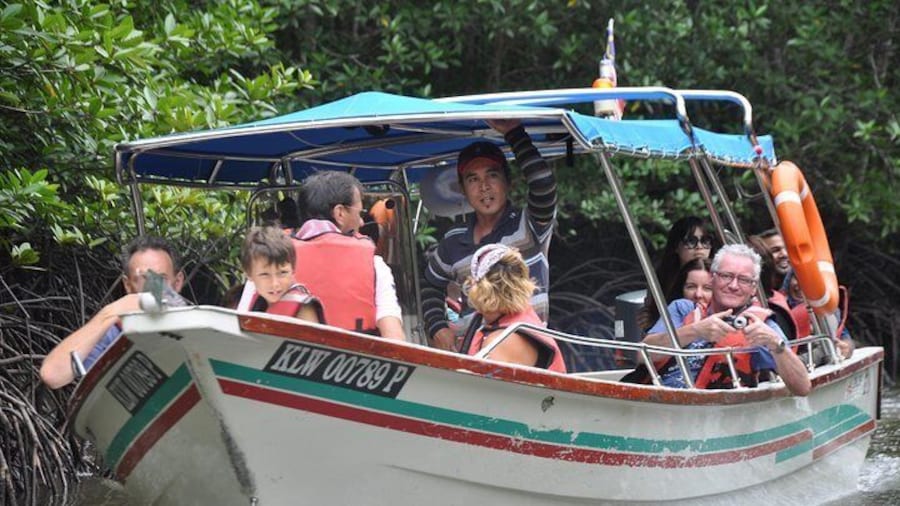 Cruising through the mangrove forest