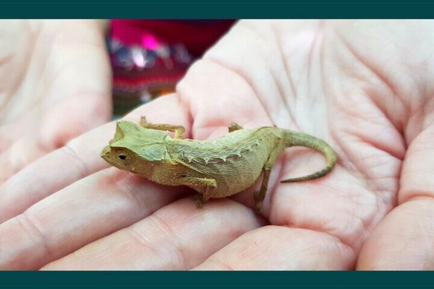 Exclusive Private Tour to Lokobe National Park (Home of the dwarf chameleons)