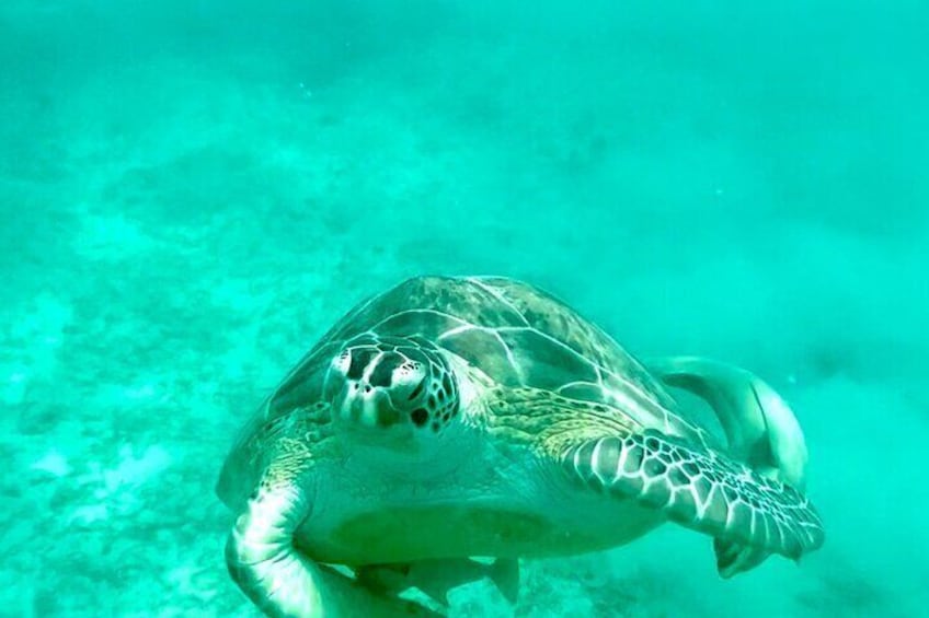Turtle time