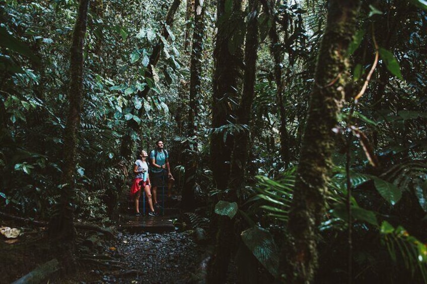 Sensoria: Rainforest Land of Senses Walking and Thermals Tour