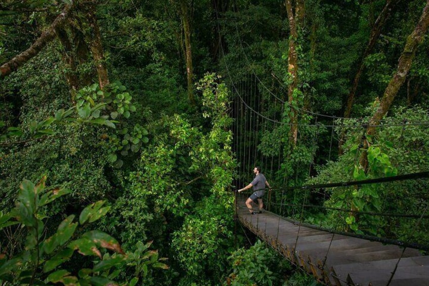 Climb thru our platform and view all the jungle from the top tree. 