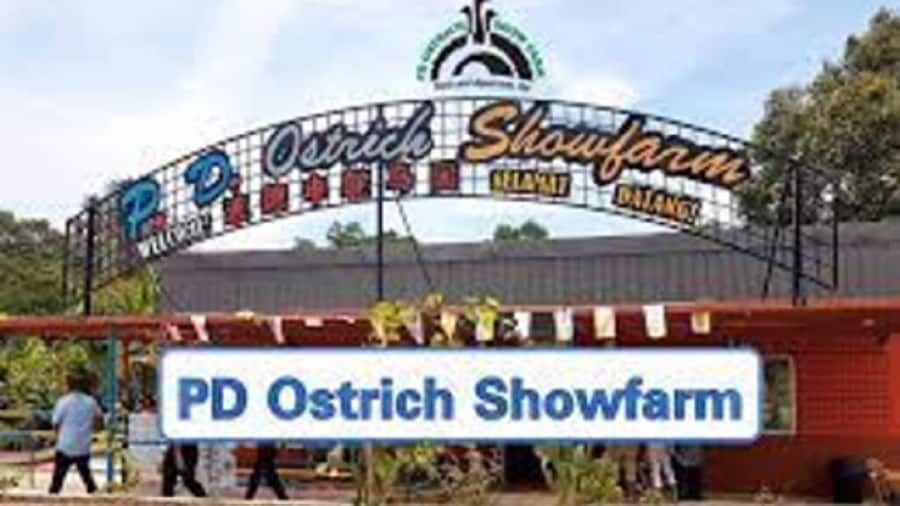 PD Ostrich Show Farm