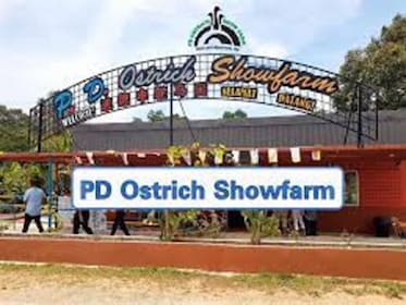 PD Ostrich Show Farm