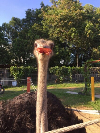 PD Ostrich Show Farm