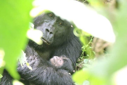 4 Days Flying Gorilla Trekking Luxury Safari-Bwindi N. Park