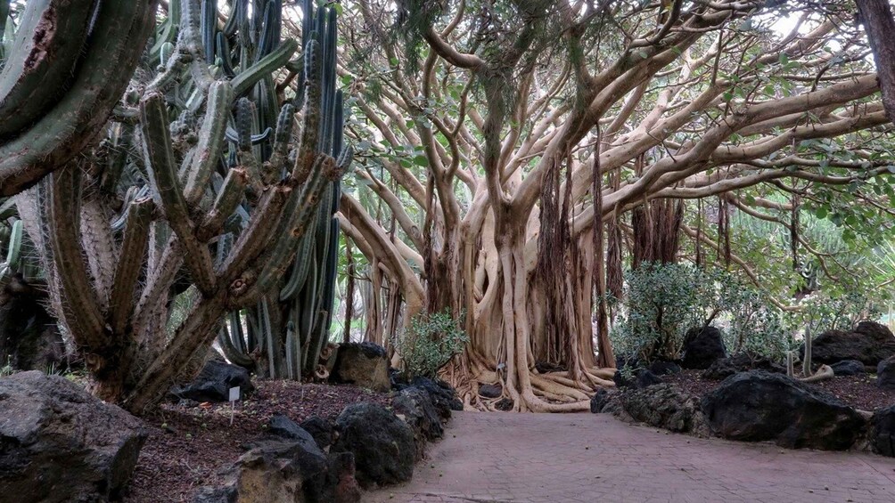 Picture 10 for Activity Las Palmas, Botanical Gardens and Bandama Volcano Tour